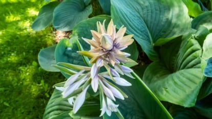 The 'Empress Wu' Hosta plant showcases massive, deeply veined green leaves with a broad, heart-shaped profile, towering above sturdy stems adorned with elegant spikes of lavender flowers, consisting of tubular, bell-shaped blooms arranged in a dense cluster.