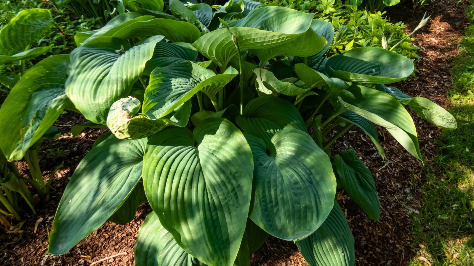 Empress Wu hosta stands tall, its sturdy stems adorned with colossal, deeply ribbed green leaves, graced by elegant spikes of lavender blossoms.