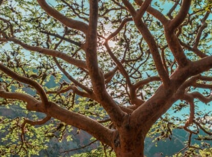 A Crape myrtle tree stands tall, its branches adorned with vibrant green leaves that shimmer in the dappled sunlight. Majestic mountains create a picturesque background, bathed in the soft hues of the sun's gentle embrace.