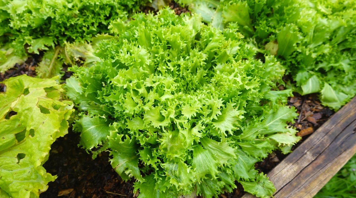 Close-up of a growing Endive plant in a garden, on a raised bed. Cichorium endivia is a leaf vegetable with edible leaves. Endive forms a rosette of oblong, thin leaves that look deeply incised or frilly. The leaves are bright green in color and have a smooth texture.