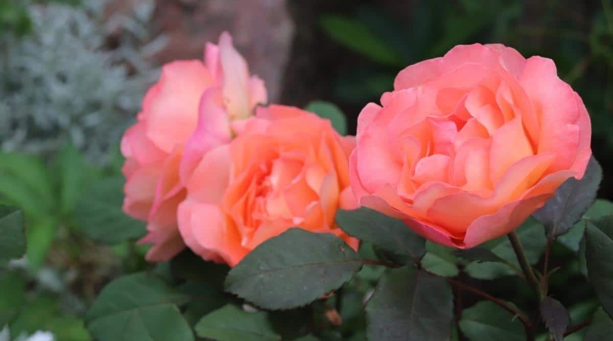 English Rose