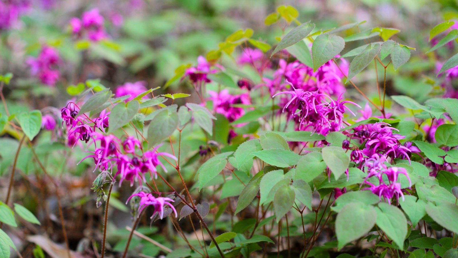 Epimedium features delicate, heart-shaped leaves on wiry stems and produces small, intricate flowers in shades of pink.