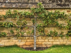 Espalier fruit trees. View of an espalier apple tree along a brick wall. Espalier apple tree is characterized by its unique and meticulously trained growth pattern, featuring horizontal branches that are pruned and trained along a flat surface. This tree exhibits a compact and symmetrical form, with multiple tiers of branches arranged in a horizontal espalier style.