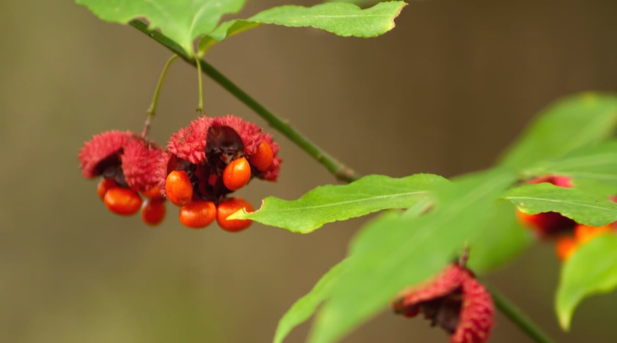 Close-up of the stem of a Euonymus americanus plant with berries, against a blurred green background. Euonymus americanus is a deciduous shrub. The plant has opposite leaves, elliptical or ovoid in shape. The leaves are dark green and have a glossy texture. A distinctive feature of the plant are the fruits of the American euonymus. These are round berry-shaped capsules resembling strawberries. The fruits ripen from green to pinkish red, eventually opening to reveal bright orange-red seeds.