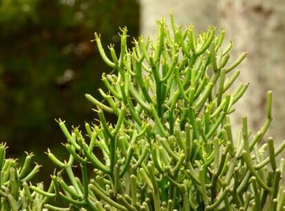 Also known as Quebradura or pencil cactus, here you can see the plant making a statement in the landscape