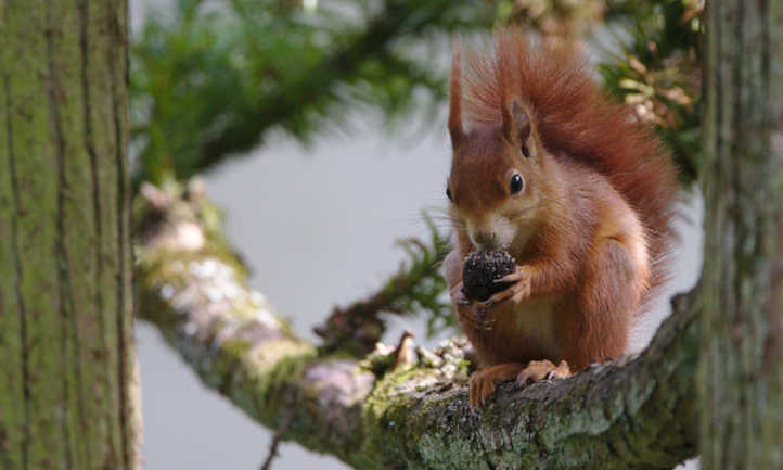 Eurasian red squirrel with black walnut