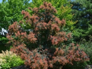 A close-up of Eurasian Smoke Tree featuring clusters of small, delicate pink flowers amidst vibrant green leaves. The background showcases towering green trees, adding depth to the image. The contrast between the pink blooms and the lush foliage creates a captivating scene.