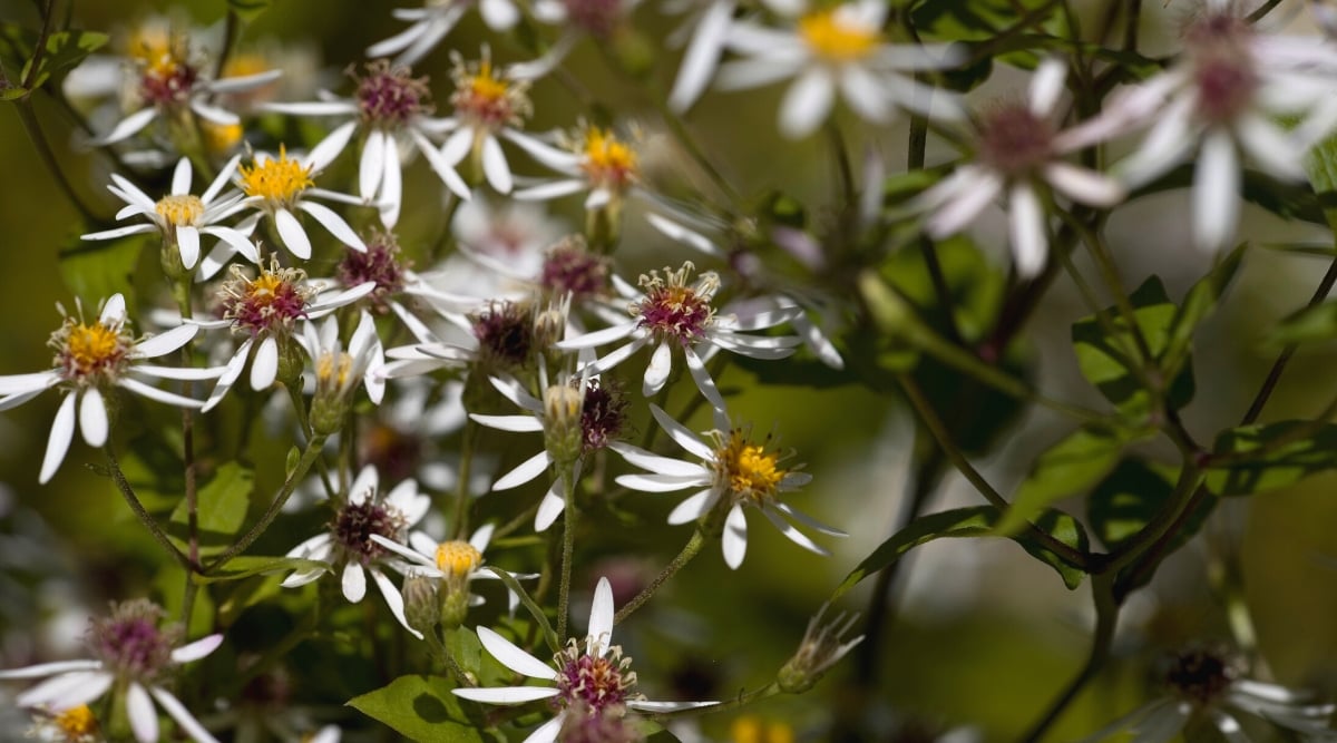 Close-up of a flowering plant Eurybia divaricata against a blurred green background. Eurybia divaricata, commonly known as White Wood Aster or Eastern Star Aster, is a native perennial plant found in eastern North America. The plant has attractive medium to dark green lanceolate leaves. The leaves are alternate, serrated at the edges, have a slightly pubescent texture. Eurybia divaricata produces small, daisy-like flowers with thin white petals and yellow centers.