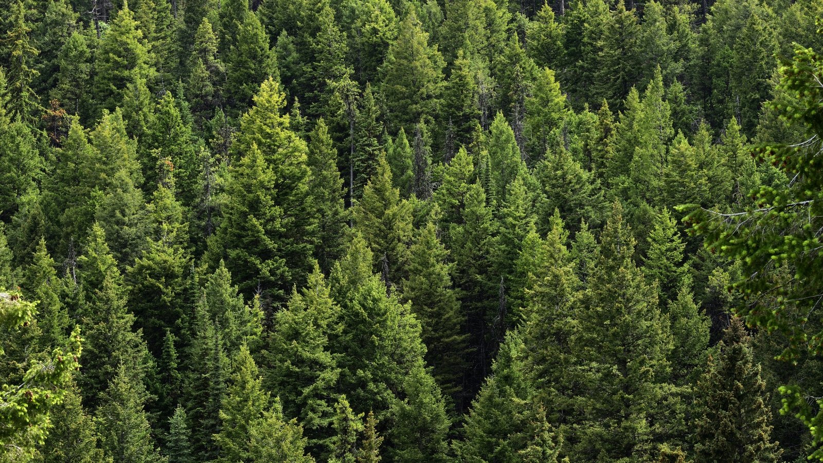 Towering evergreen trees dominate the scene, their dark, needle-like leaves forming a lush canopy that stretches as far as the eye can see, creating a sense of timeless majesty and serene wilderness.