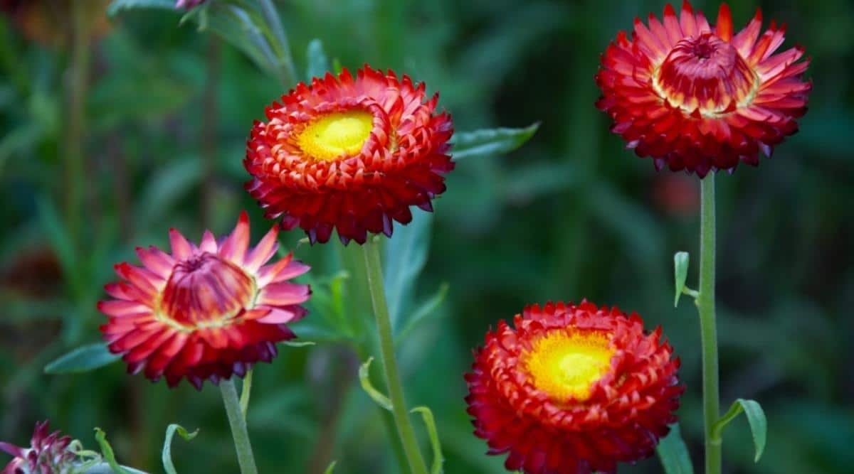 Everlasting Flower