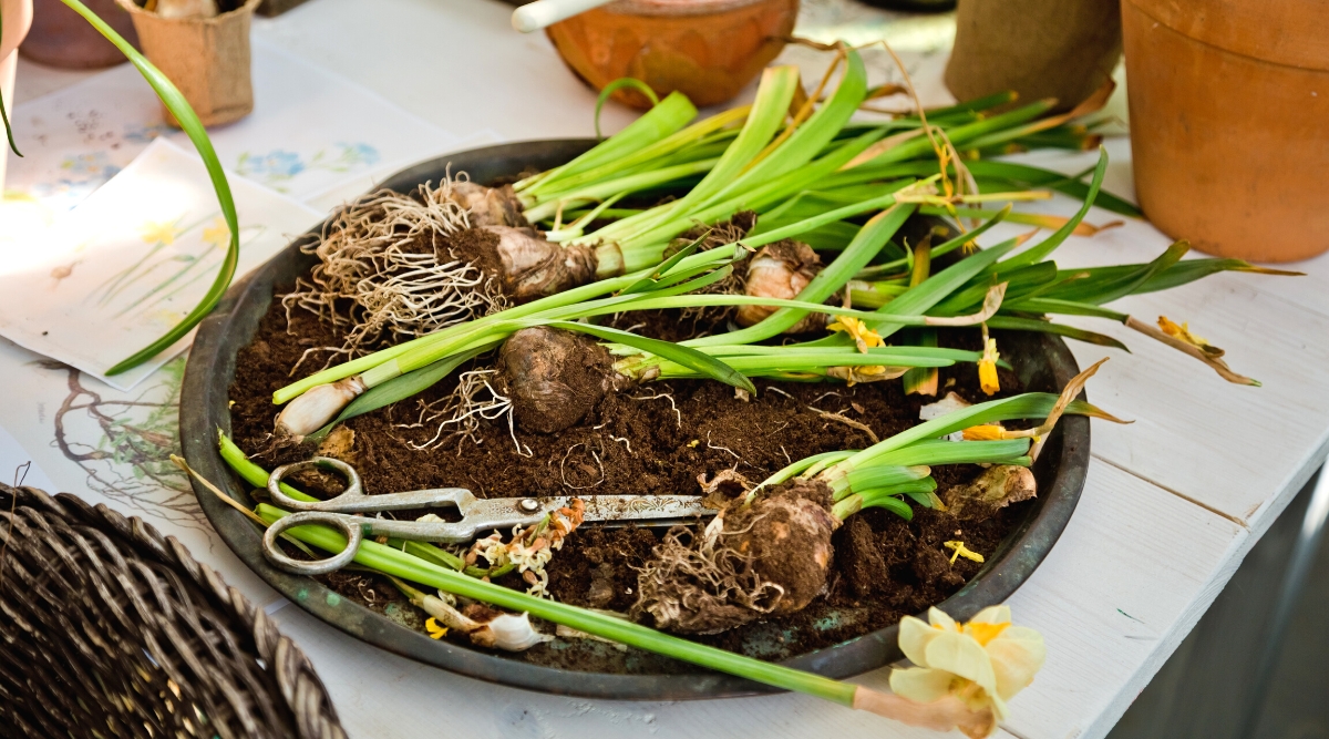 Close-up of faded Daffodils plants with bulbs in a round bowl with soil and scissors, on a white wooden table. Daffodil bulbs are elongated, resembling small onions, with a brownish outer skin. They give slender, green leaves arranged in a grass-like fashion. The flowers are dry, withered, yellow-orange.