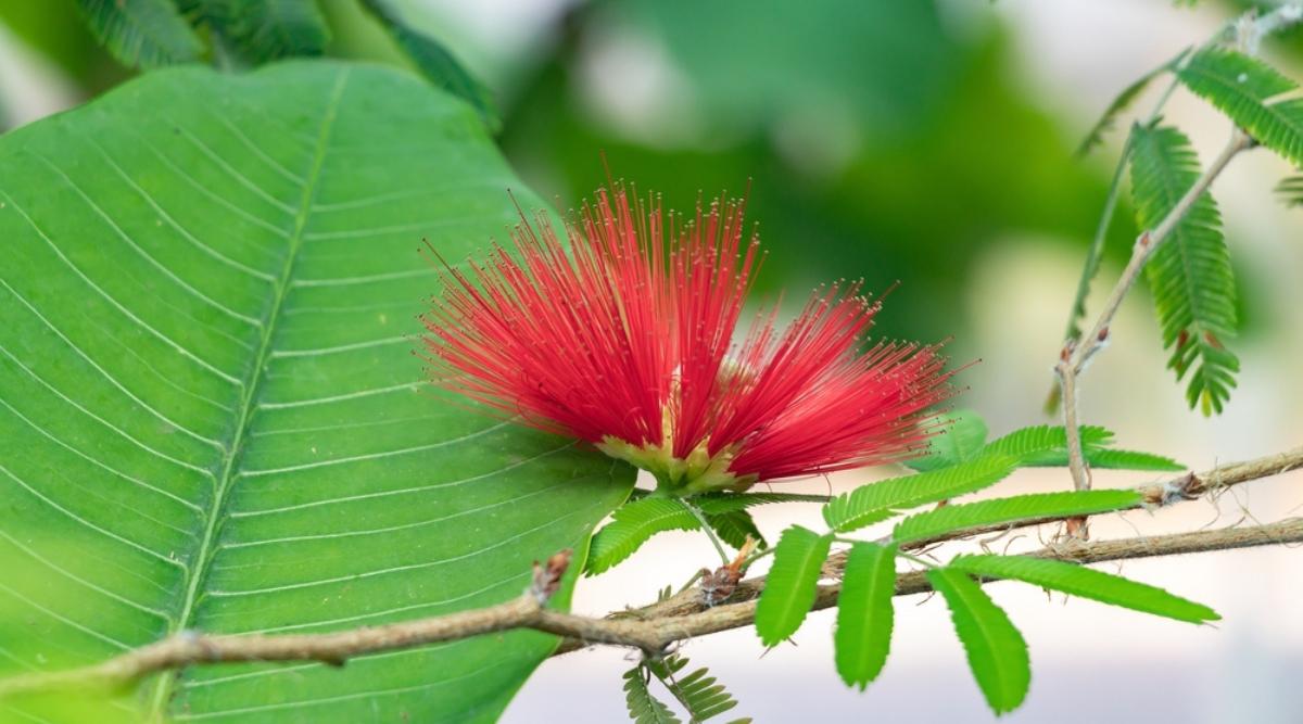 Fairy Duster