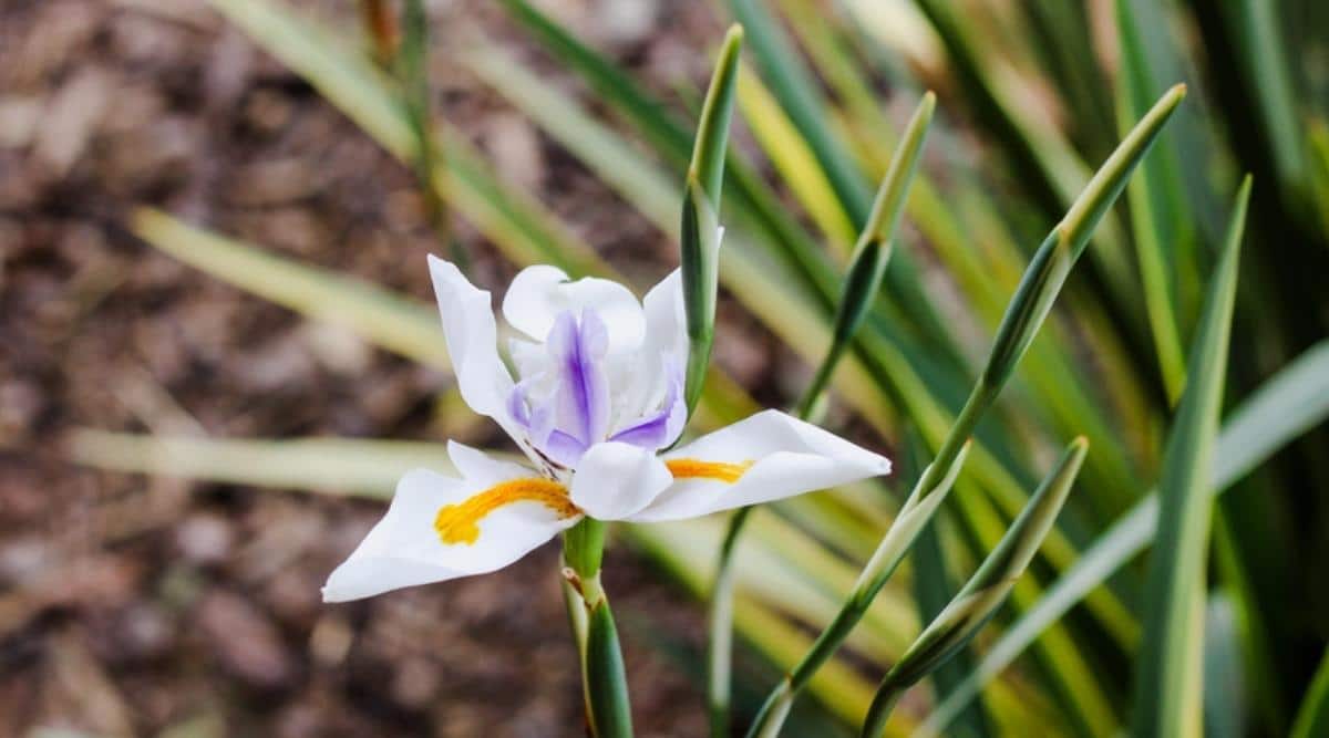 Fairy Iris