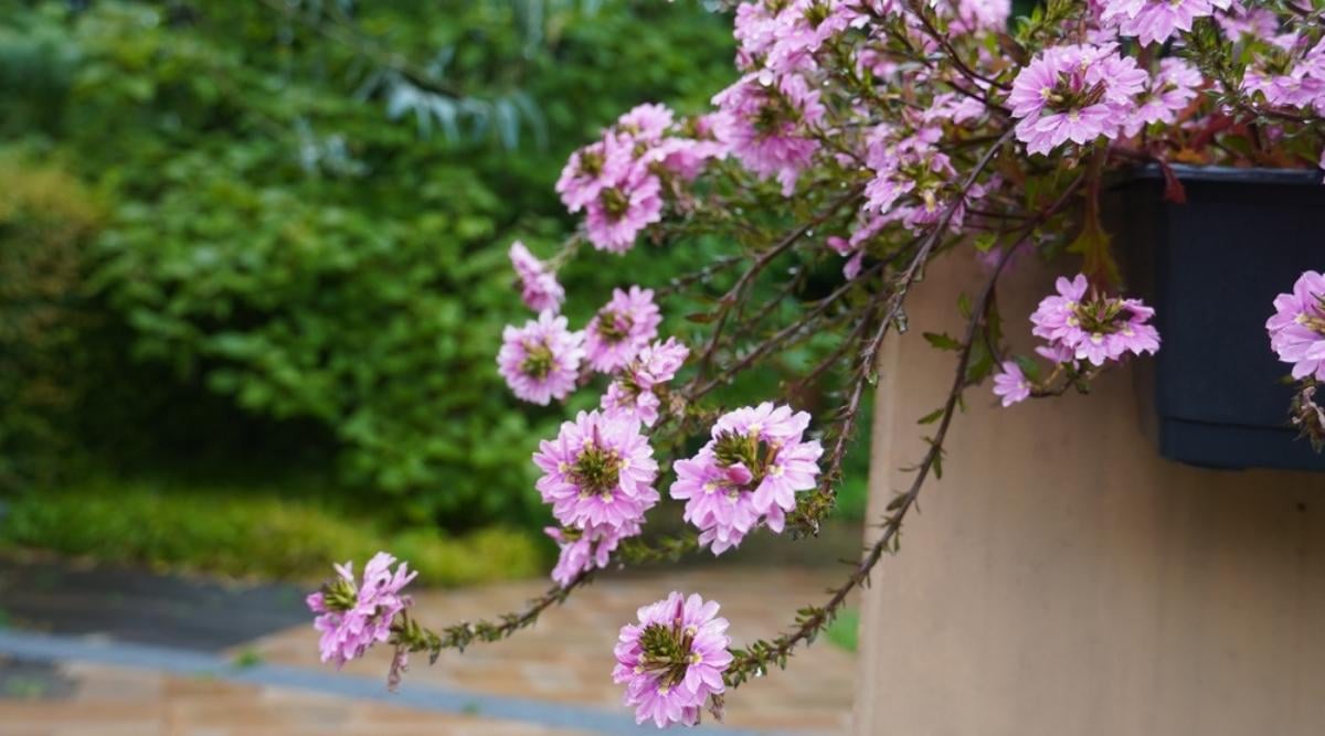 Fan Flower