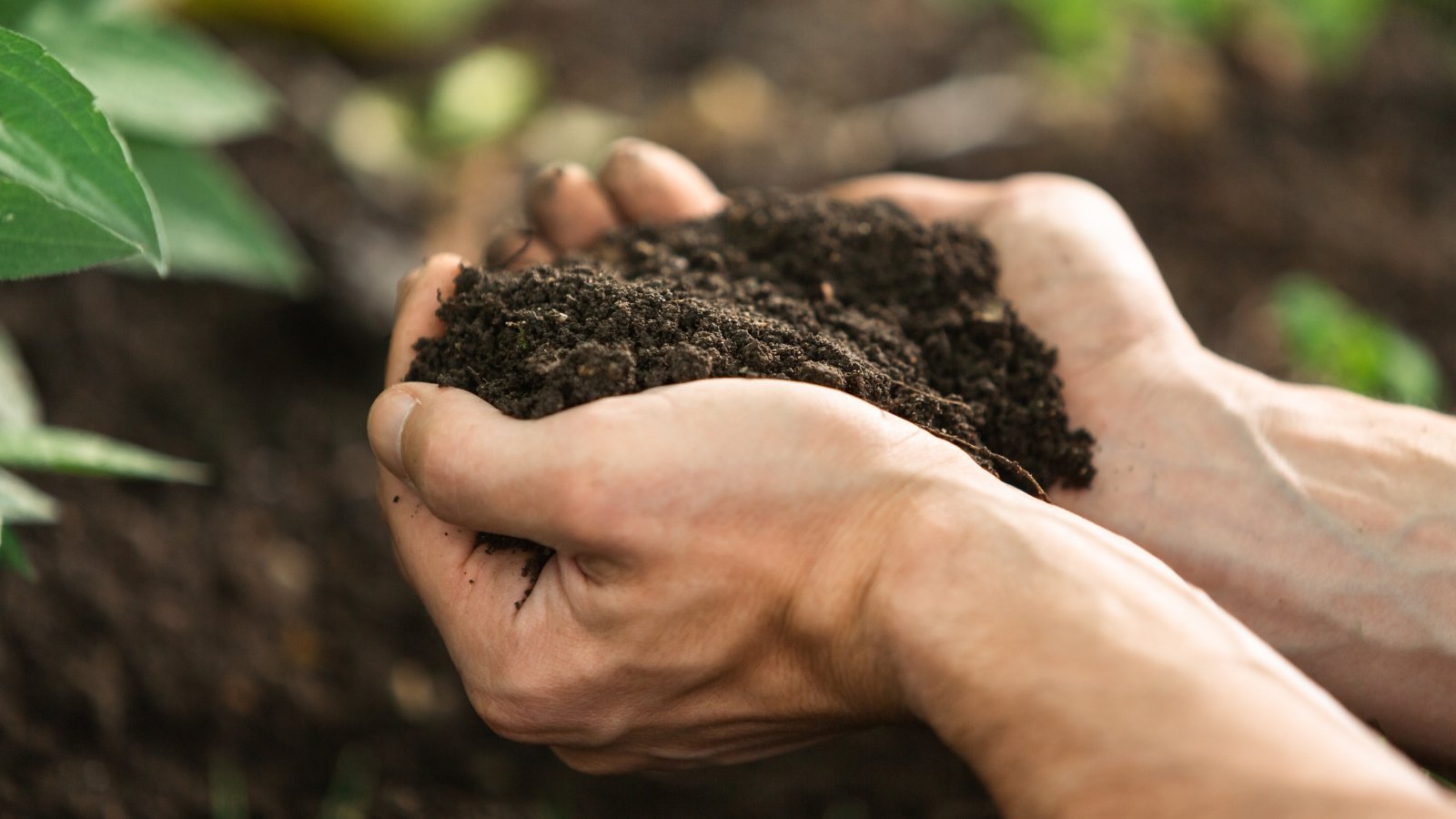 Close-up of a farmer's two hands holding fresh, loose, dark brown soil.