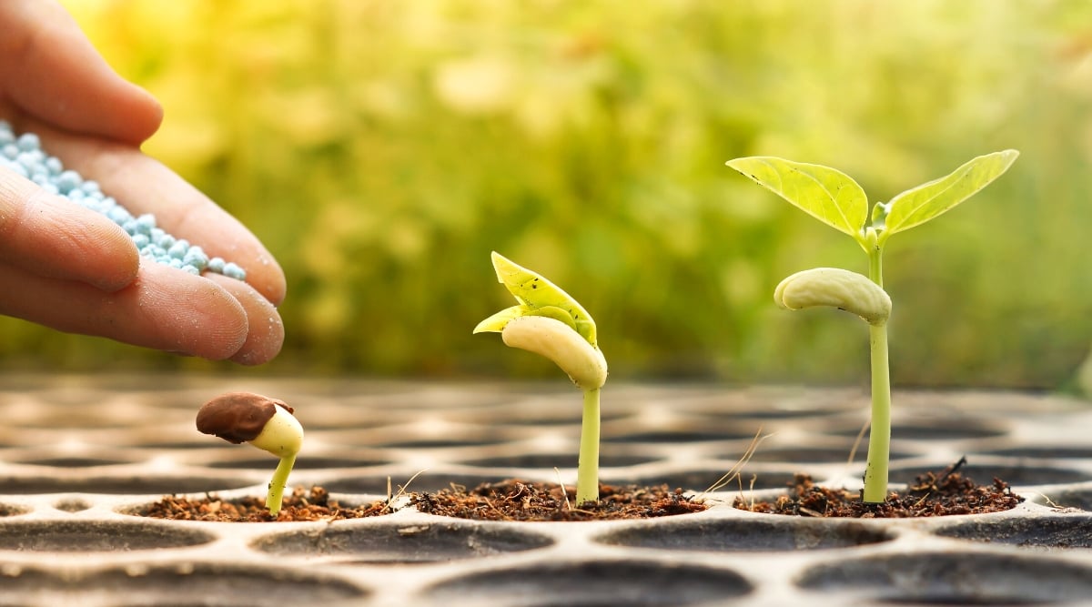 Close-up of a gardener's hand adding fertilizer to young baby bean plants seedling in a starting tray on a blurred green background. Baby bean plant seedlings are characterized by their delicate, slender stems emerging from a pair of heart-shaped cotyledon leaves. They develop true leaves that are smooth-edged and slightly rounded, with a bright green color. Fertilizers are granular, round in shape, and blue in color.