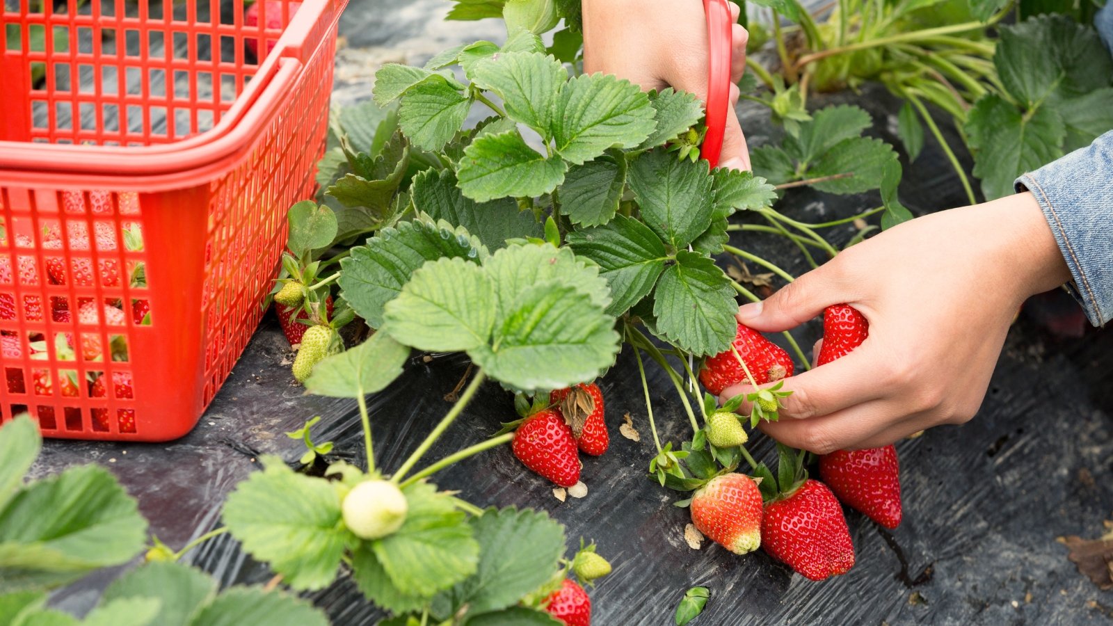 Close-up of farmer hands harvesting ripe strawberry fruits using red scissors in a garden with mulched soil.