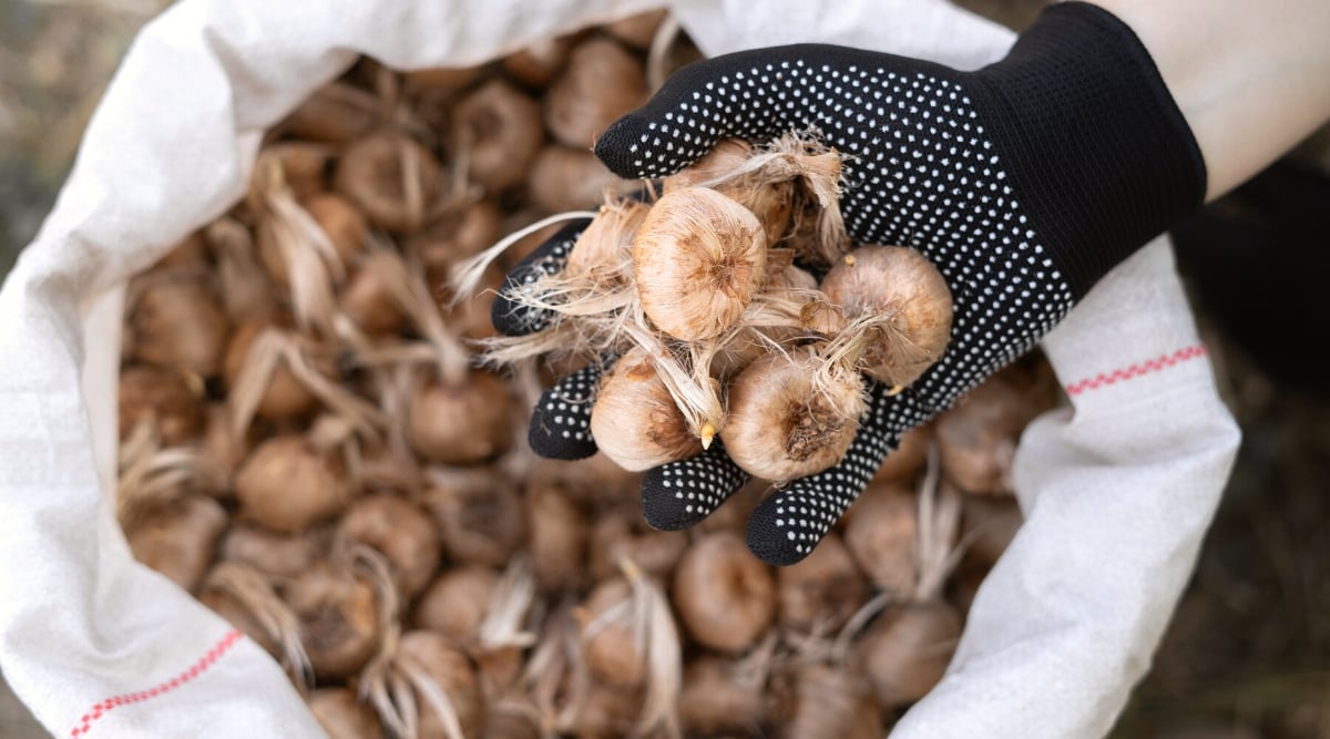 Close-up of a hand in a black glove holding Crocus bulbs over a white bag full of Crocus bulbs. Crocus bulbs are small, rounded, and covered with a dry, papery, and brown outer layer.