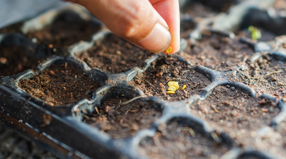 Close-up of a gardener's hand sowing seeds into a starter tray. The seeds are tiny, flat, round in shape, and yellow in color. The starting tray is plastic, black, with separate recessed cells filled with moist soil.
