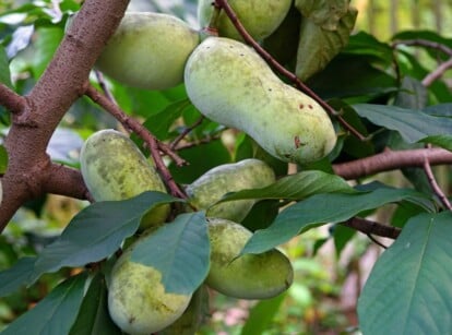 Fast Producing Fruit Tree Called PawPaw