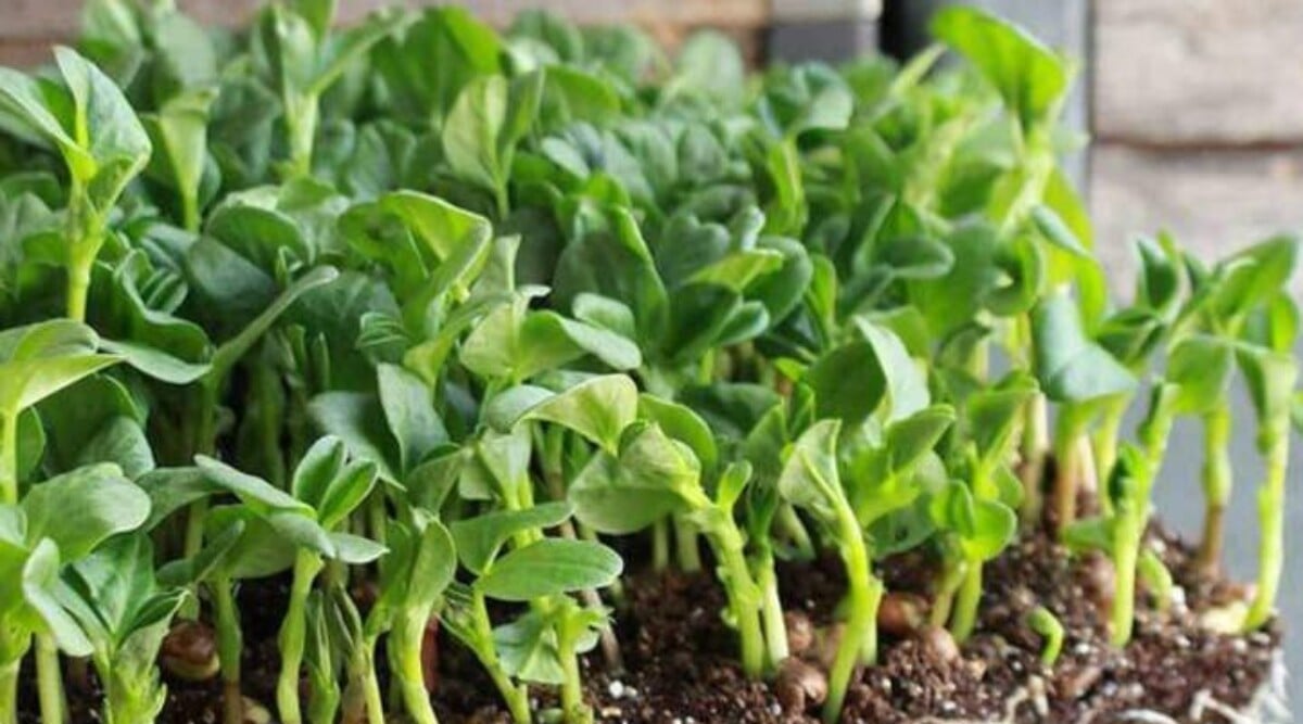 Fava bean microgreens