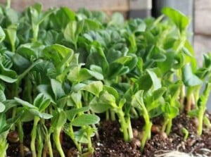 Fava bean microgreens