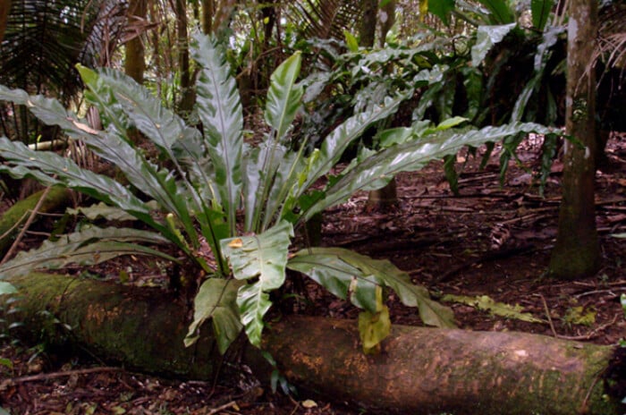 Bird's nest fern