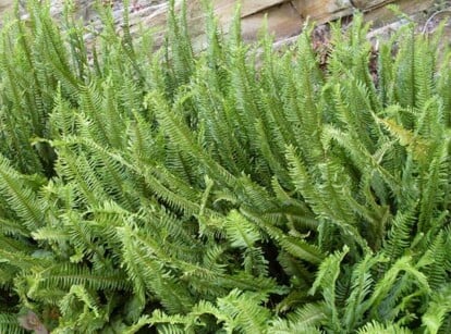 Boston Fern