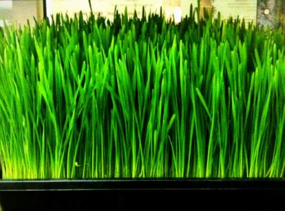 How To Grow Wheatgrass