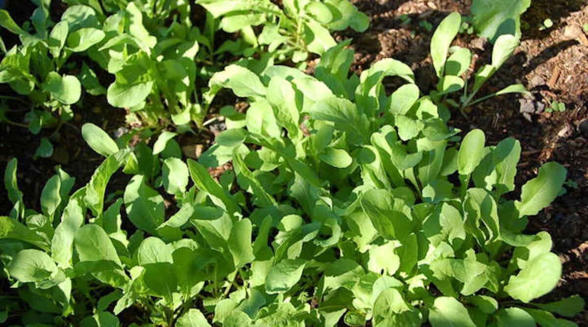 Growing Arugula