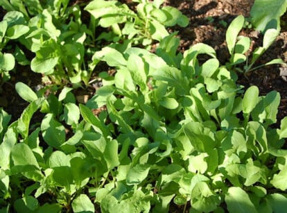 Growing Arugula