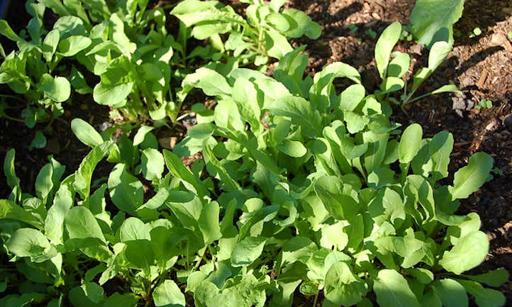 Growing Arugula