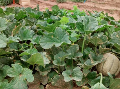 Growing Cantaloupe