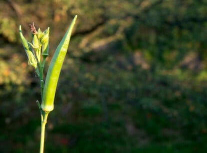 Growing Okra