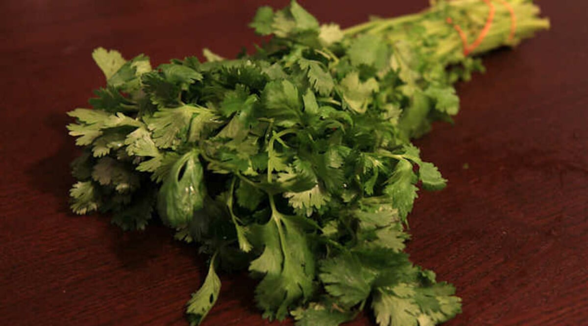 How to harvest cilantro