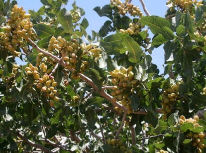 Pistachio tree