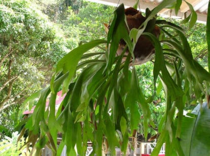 Staghorn fern