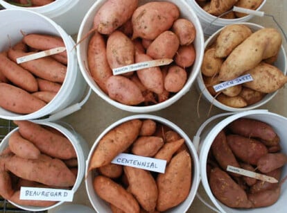 Sweet potato varieties