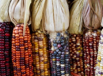 Types of corn