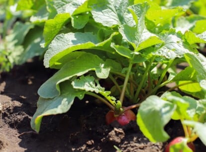 Vegetables in the garden in the month of February.