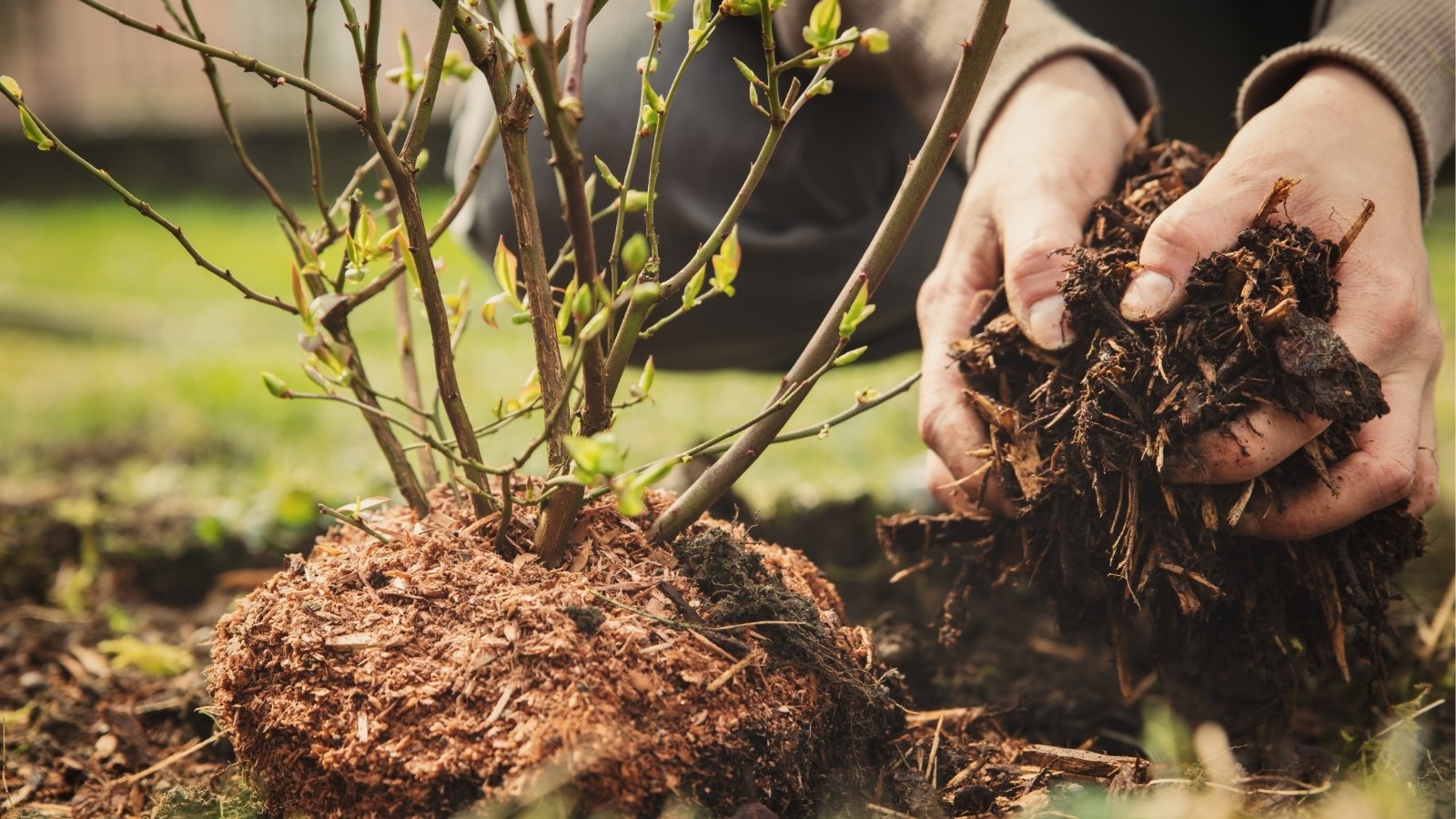 A hand gently pours bark mulch around the base of a blueberry bush, enriching the brown soil with nutrients. Among the soil, young stems sprout, promising future growth and fruitfulness for the plant.