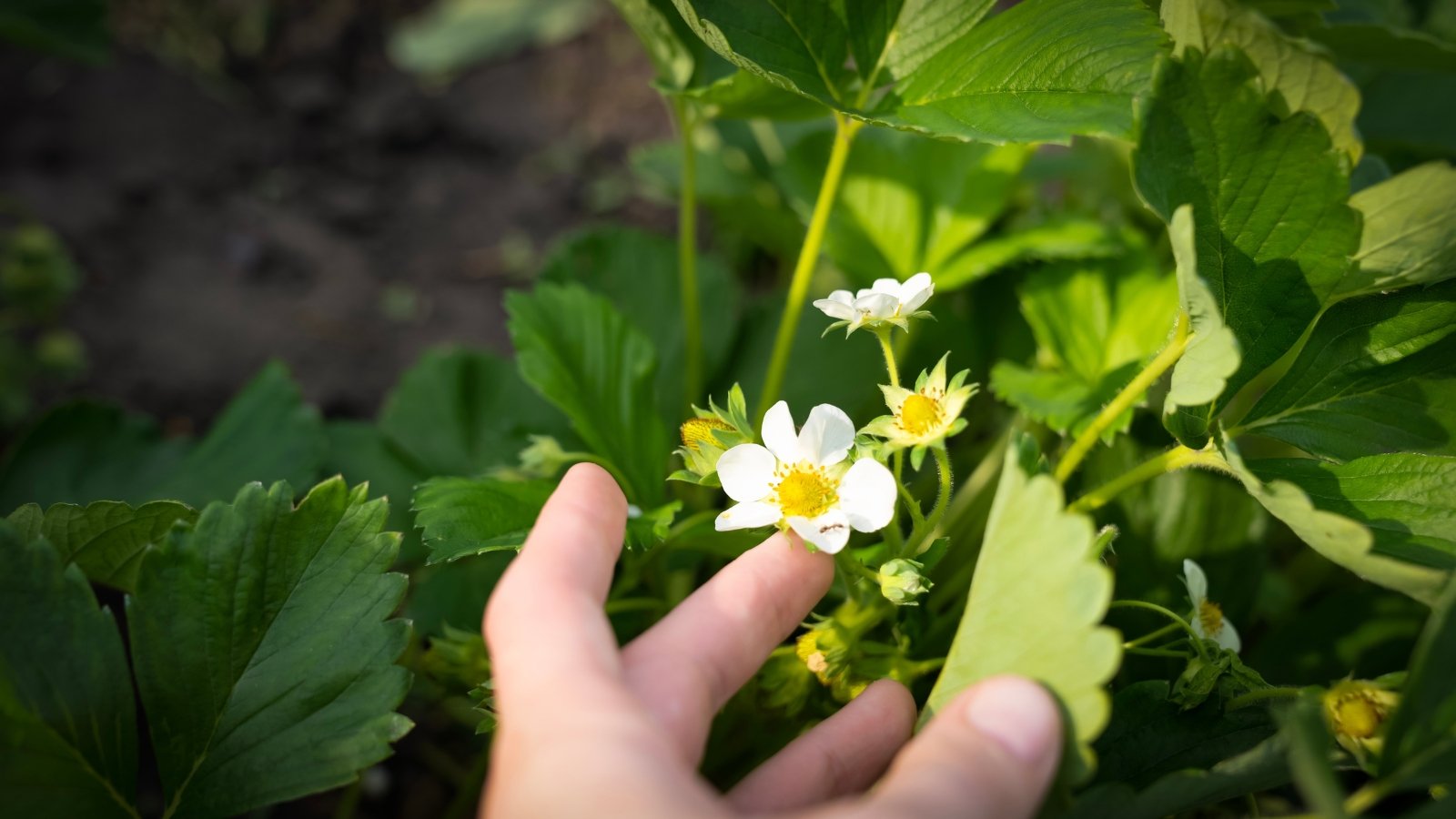 Close-up of a female hand about to pick an early strawberry flower in the garden. Strawberry plants present lush foliage with vibrant green leaves, bearing serrated edges and arranged in clusters close to the ground. Amongst the foliage emerge delicate white flowers with yellow centers.