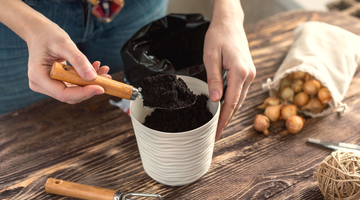 Close-up of a woman pouring soil with a garden trowel into a white decorative pot for planting bulbs, on a wooden table, indoors. On the table there is also a small bag full of tulip bulbs and a bag of fresh soil.