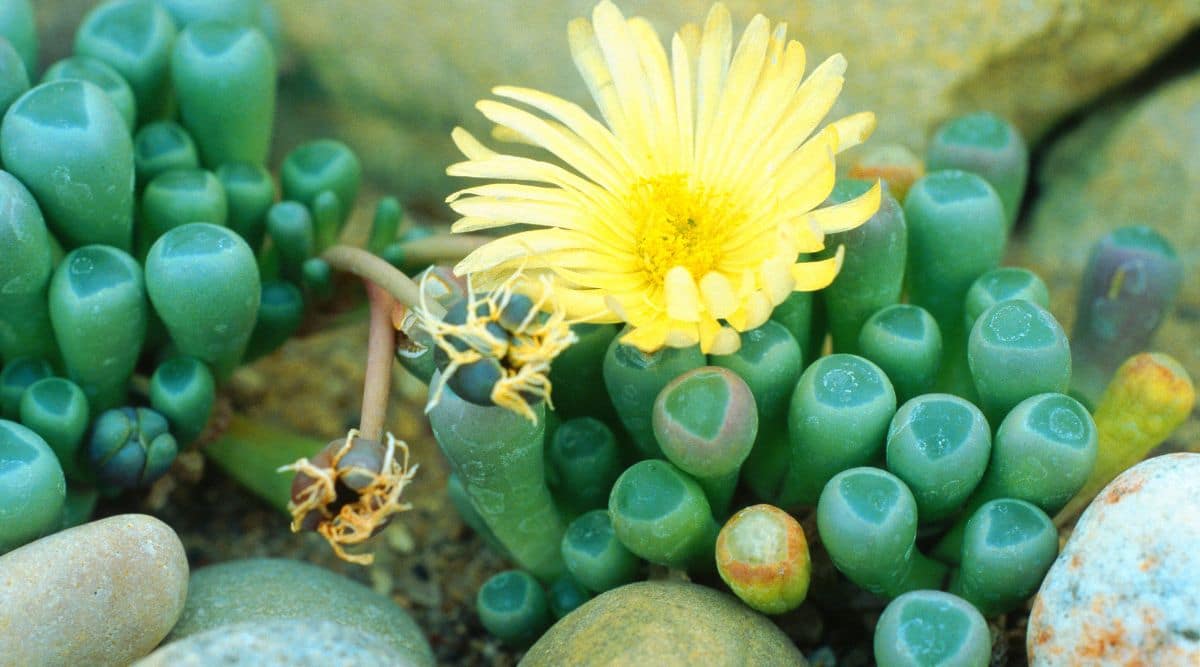 Baby Toes Succulent With Blooming Yellow Flower