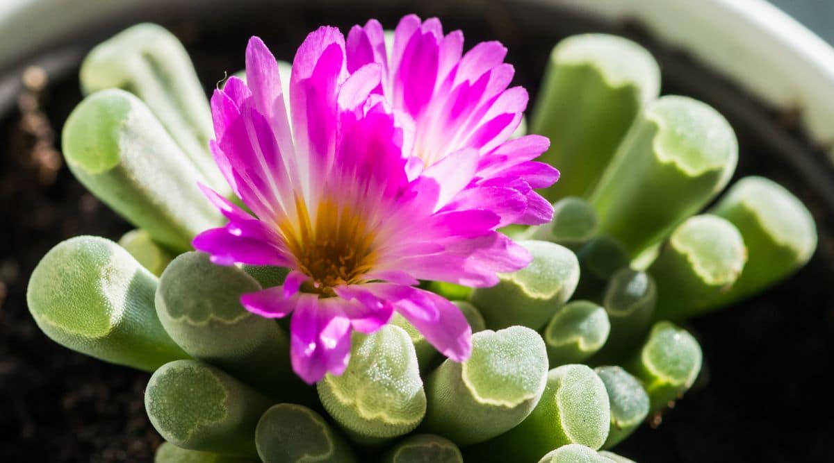 Frithia Pulchra With Pink Flowers