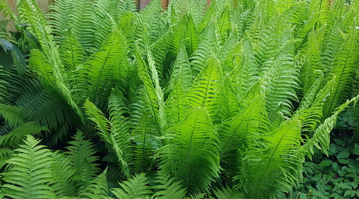 Close-up of overgrown Ostrich ferns in the garden against the background of a wooden fence. The plant has lush feathery leaves. The leaves of ostrich ferns are long, spear-shaped and feathery. Each branch consists of many leaflets located along the central stem, resembling the appearance of ostrich feathers.