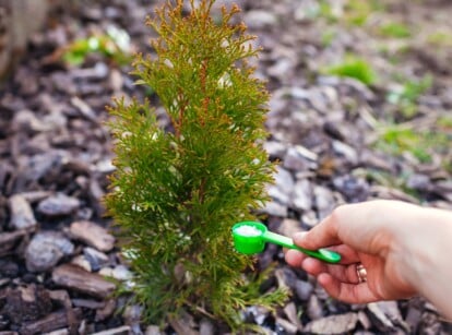 The gardener is going to fertilize arborvitae in the garden. Close-up of a hand holding a small plastic measuring spoon full of fertilizer. These fertilizers are finely granulated and white in color. Arborvitae is a genus of evergreen conifers known for their distinctive appearance, characterized by dense, scale-like foliage arranged in flattened sprays.