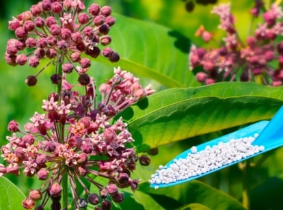 Close-up of a gardener's hand holding a blue spade with white granular fertilizer near a flowering Asclepias syriaca plant in a sunny garden. It features tall, upright stems with broad, lance-shaped leaves that are arranged in opposite pairs along the stem. Common milkweed produces clusters of small, fragrant pink to purplish flowers atop the stems.