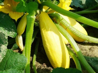 Fertilized Squash in Garden