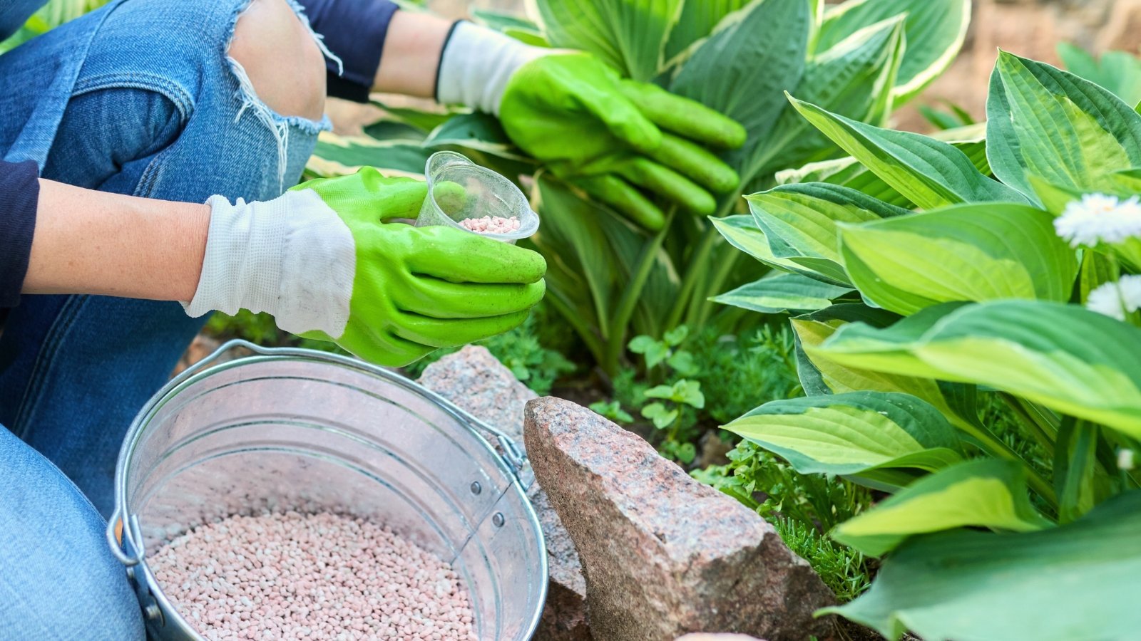 Close-up of a woman fertilizing a Hosta plant in a garden bed with granular fertilizer from a large bucket.